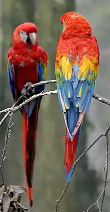 Image 35The scarlet macaw is native to Costa Rica. (from Wildlife of Costa Rica)