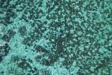 Giant Clam Nursery in Silaki Island