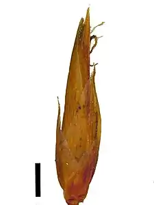 Spikelet (black scale bar represents 1&nbsp;mm)