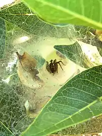 The central funnel section of the web