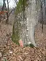 Tree marked to be cut