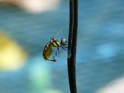 Laying eggs on a hanging wire over the pool