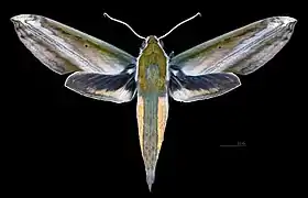 Theretra nessus, a likely pollinator of Vanda falcata