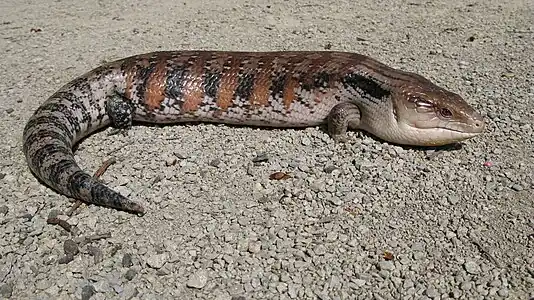 Northern blue-tongued skink