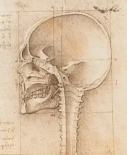 Mid-sagittal section of a human skull, by Leonardo da Vinci, c. 1489