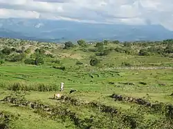 Rice fields in Caibada with Mount Matebian in the background