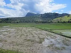 Manatuto ricefields