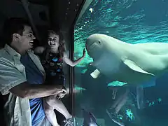 A beluga whale under water