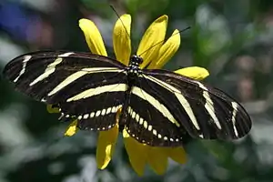 Image 19The zebra longwing butterfly (from Wildlife of Costa Rica)