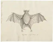 A hand drawn image of the great fruit-eating bat